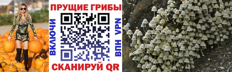наркошоп  мориарти клад  Псилоцибиновые грибы Cubensis  Норильск  omg маркетплейс 